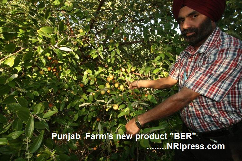 Punjab_Farm 053